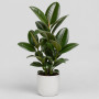 Фикус